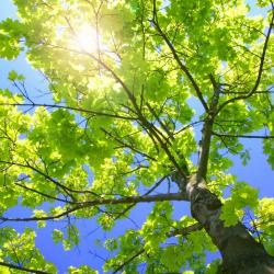 Darrell Davis, Dr., Ph.d., R.D, Psych.