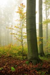 Nancy DePaul, LCSW, LMFT