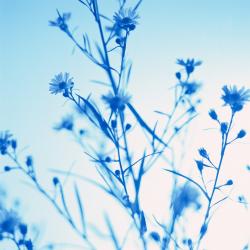 Marcie  Stresemann, MS LP