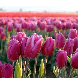 Priska Imberti, LCSW-R