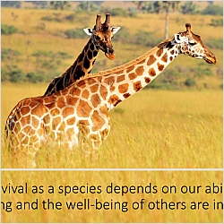 Nonviolent Communication