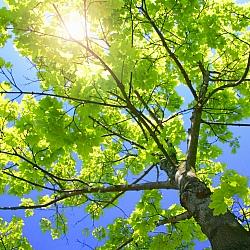 Pet Loss Support Group